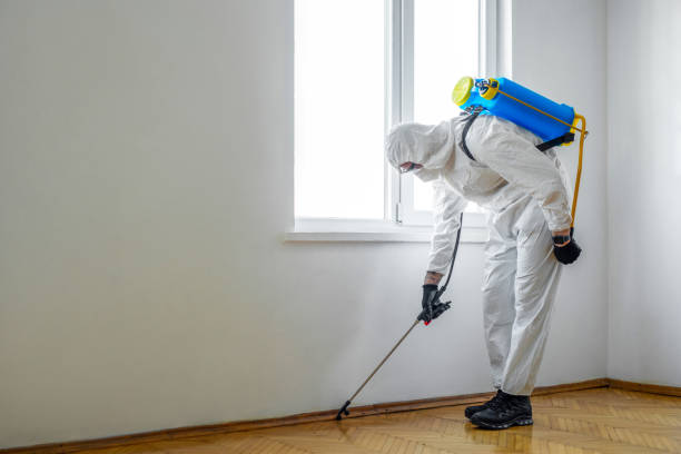 Best Ant Control Services  in Byng, OK