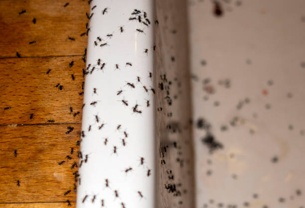 Best Local Pest Control Services  in Byng, OK